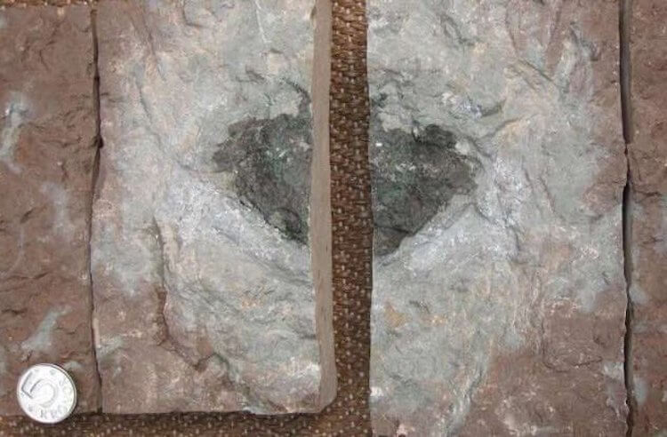Новый тип исчезнувших космических пород. Этот метеорит упал 470 миллионов лет назад и осел в нижней части древнего океана, который ныне является частью шведского карьера. Фото.