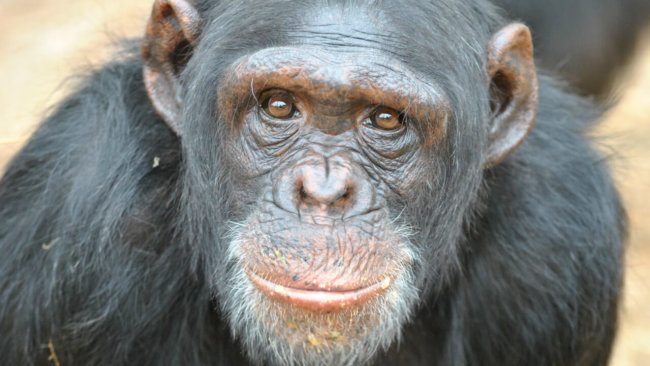 Получат ли шимпанзе права человека? Фото.