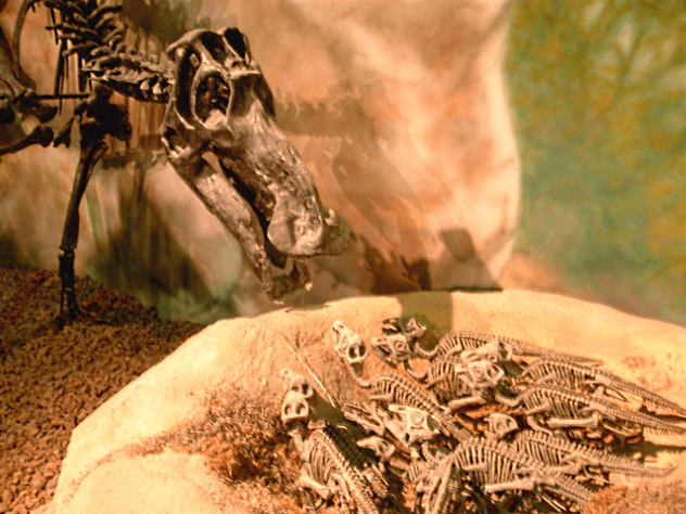10 распространенных заблуждений о динозаврах. Динозавры бросали яйца, подобно ящерицам. Фото.