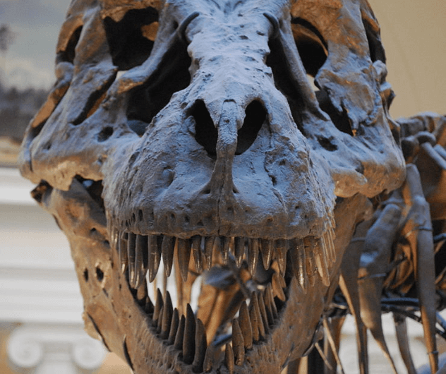 10 распространенных заблуждений о динозаврах. Ти-рексы плохо видели. Фото.