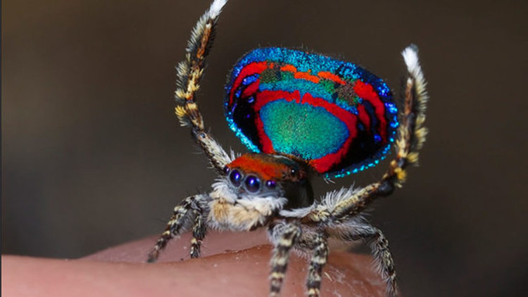 Открыты семь новых видов самых красивых пауков
