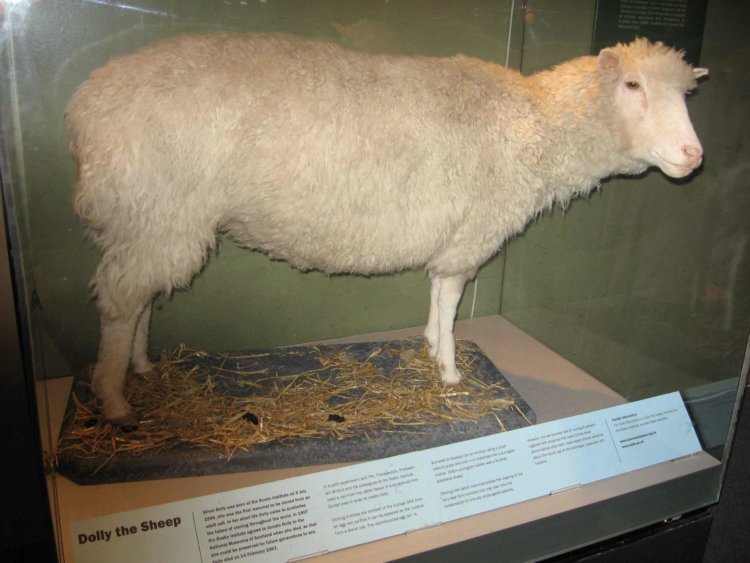 Овечке Долли исполнилось 20 лет: что с клонированием теперь? Долли — самая известная овца в истории. Фото.