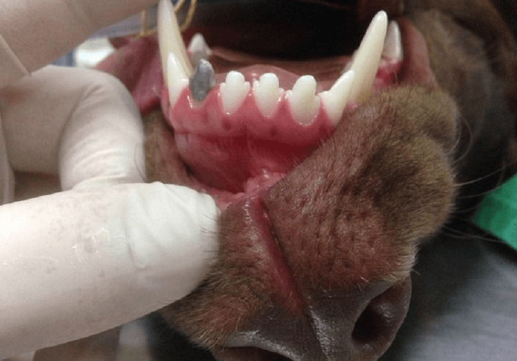 Зубной протез для собаки. Даже такое возможно! Фото.