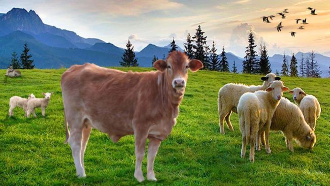 У счастливой джерсейской коровы молоко богаче кальцием. Фото.