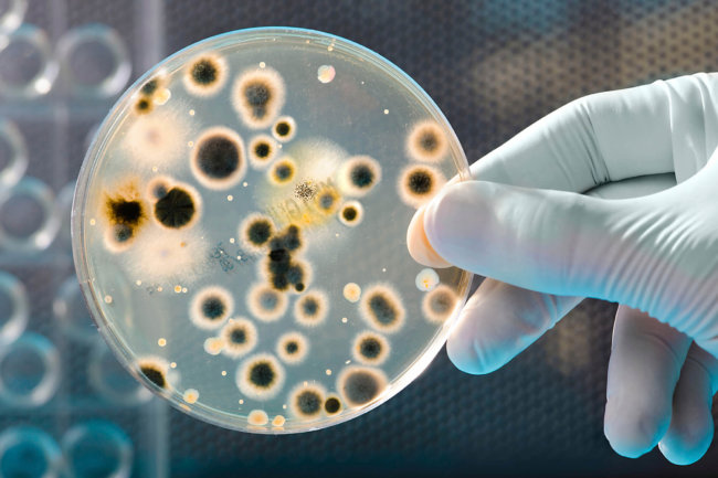 Некоторые бактерии жили в кишечнике человека еще до того, как он стал человеком. Фото.