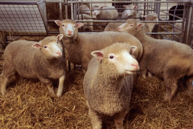 Первое клонирование. Долли, по центру, первая клонированная овечка в мире. Фото.