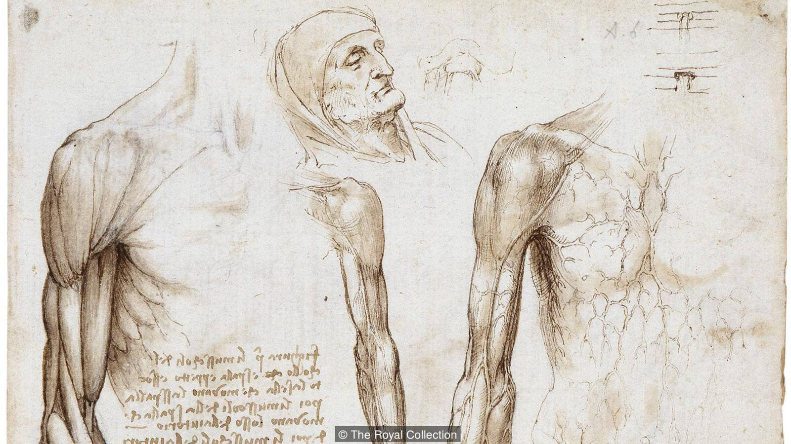 Леонардо да Винчи продолжает удивлять мир своими изобретениями. Человекоподобный робот в эскизах Леонардо да Винчи. Фото.