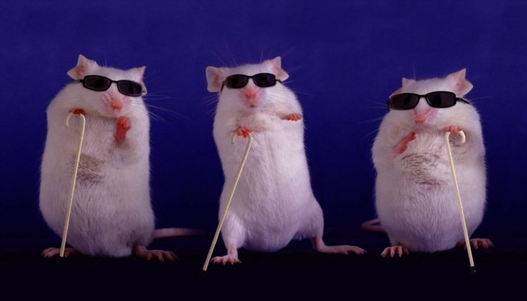 Учёным удалось частично вернуть зрение слепым мышам