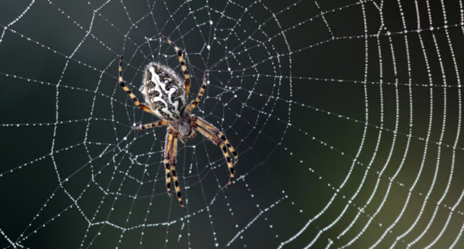 Удивительные свойства паутины продолжают удивлять ученых. Фото.