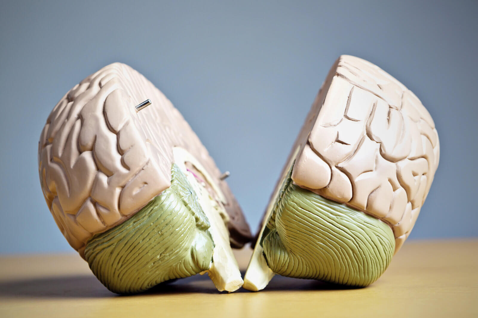 Человеческий мозг — очень сложная система. Фото.