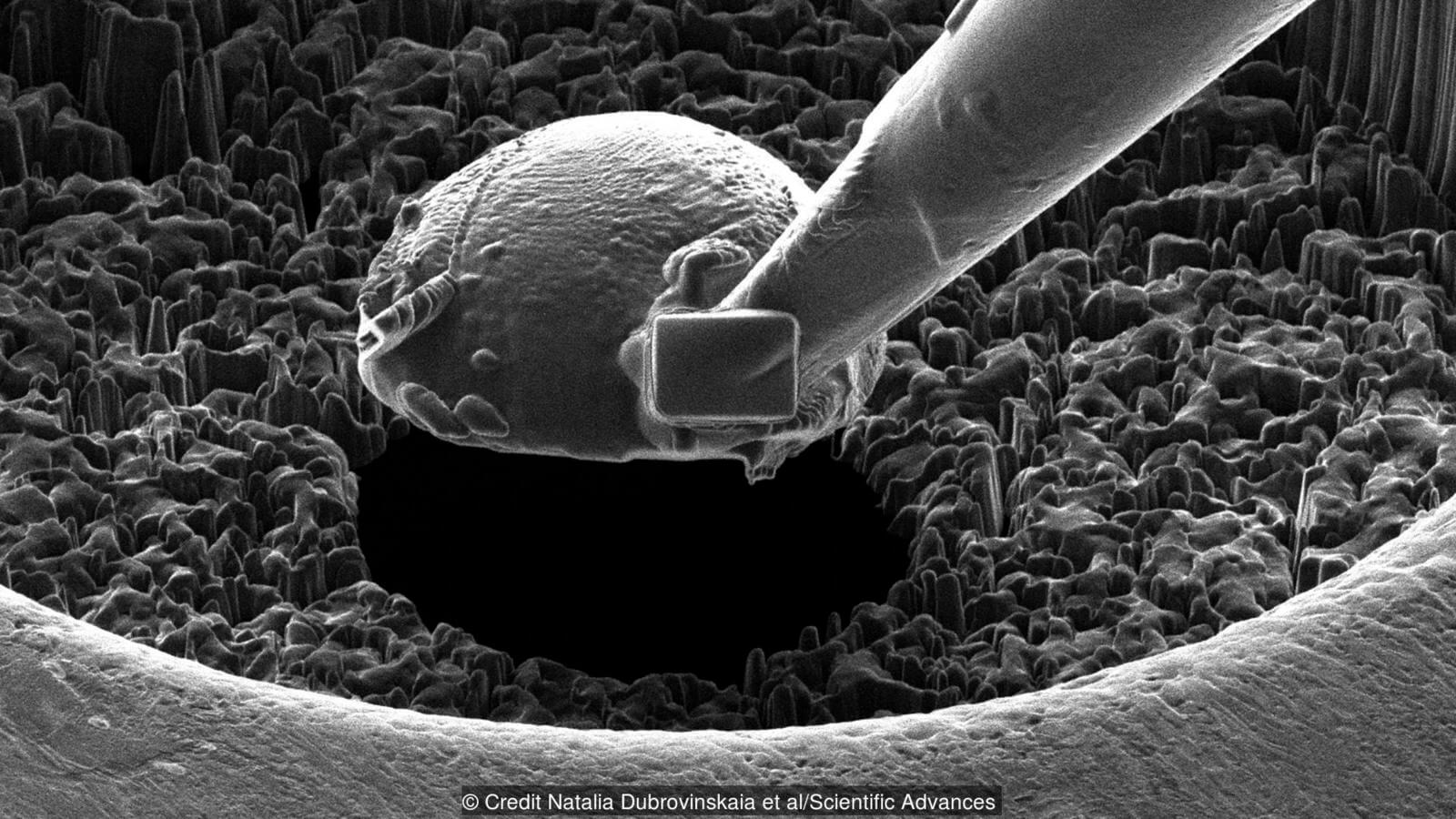 Q-углерод — прочная аморфная форма углерода. Фото.