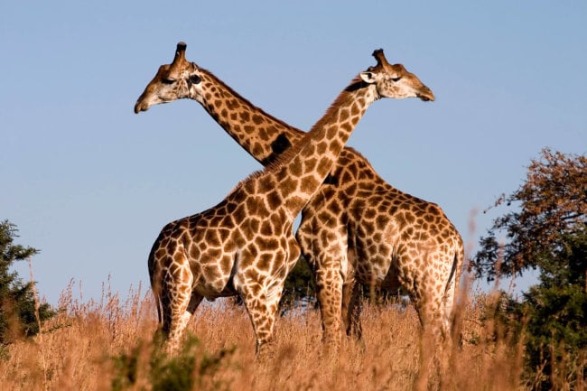ДНК показала, что жирафы — это не один вид, а четыре. Фото.