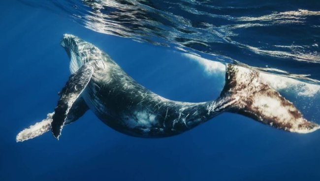 #видео | Стэнфордским учёным удалось закрепить камеру на спине кита. Фото.