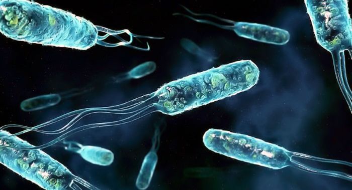 Гарвардские учёные наглядно продемонстрировали удивительный процесс эволюции бактерий