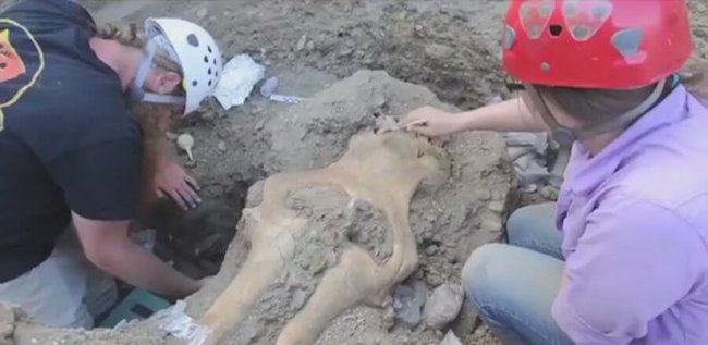 В Калифорнии найден череп странного существа. Фото.
