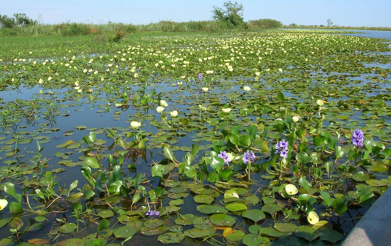 в болотах Аргентины обнаружен круглый вращающийся остров