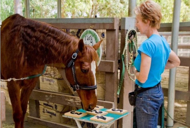 Норвежские ученые научили лошадей общаться с людьми