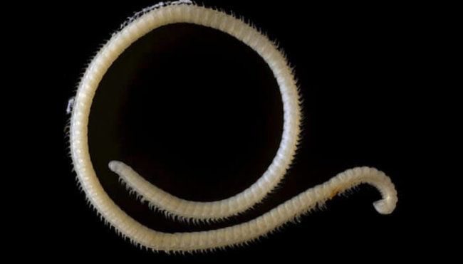 Учёные открыли новый вид многоножки, у которой 414 пар ног. Учёные открыли новый вид многоножки, у которой 414 пар ног. Фото.