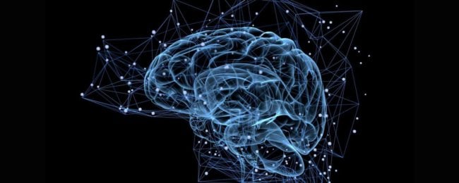 Как и зачем ученые выращивают искусственные мозги? Фото.
