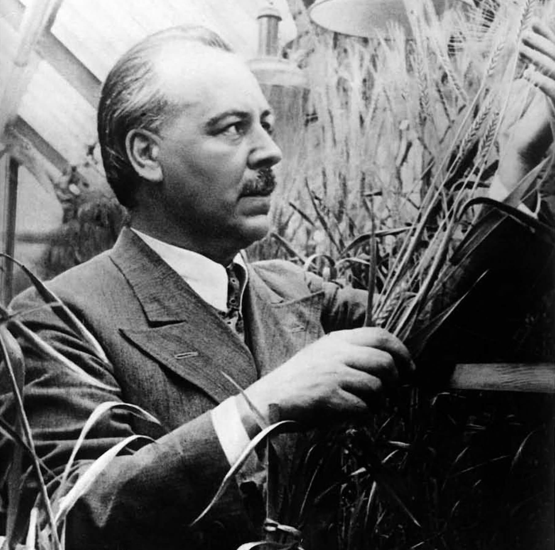 Н.И. Вавилов в оранжерее. Фото.