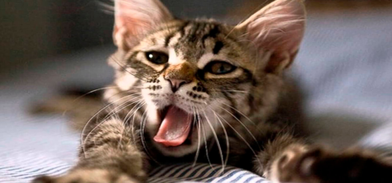 Учёные нашли зависимость между величиной мозга и продолжительностью зевоты. Фото.