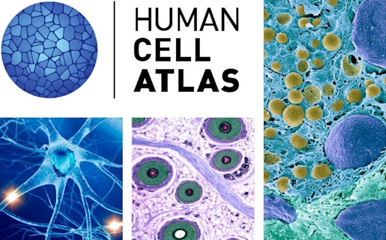 Начата работа над созданием Атласа клеток человека