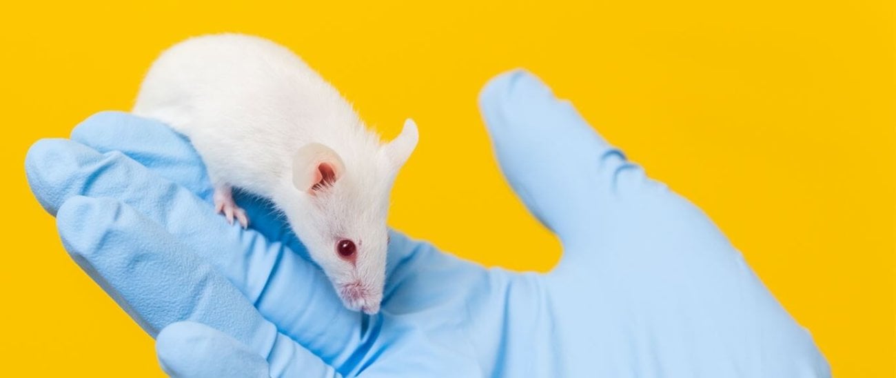 Повреждения мозга у мышей удалось устранить за счет пересадки стволовых клеток