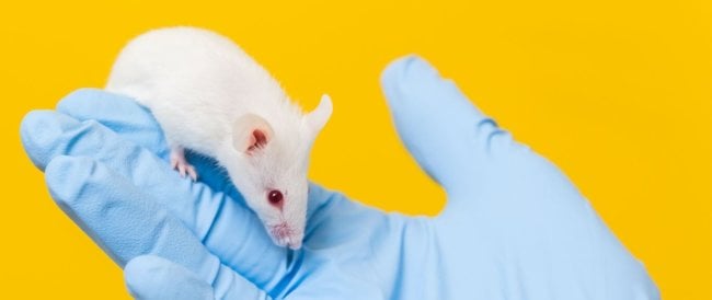 Повреждения мозга у мышей удалось устранить за счет пересадки стволовых клеток. Фото.
