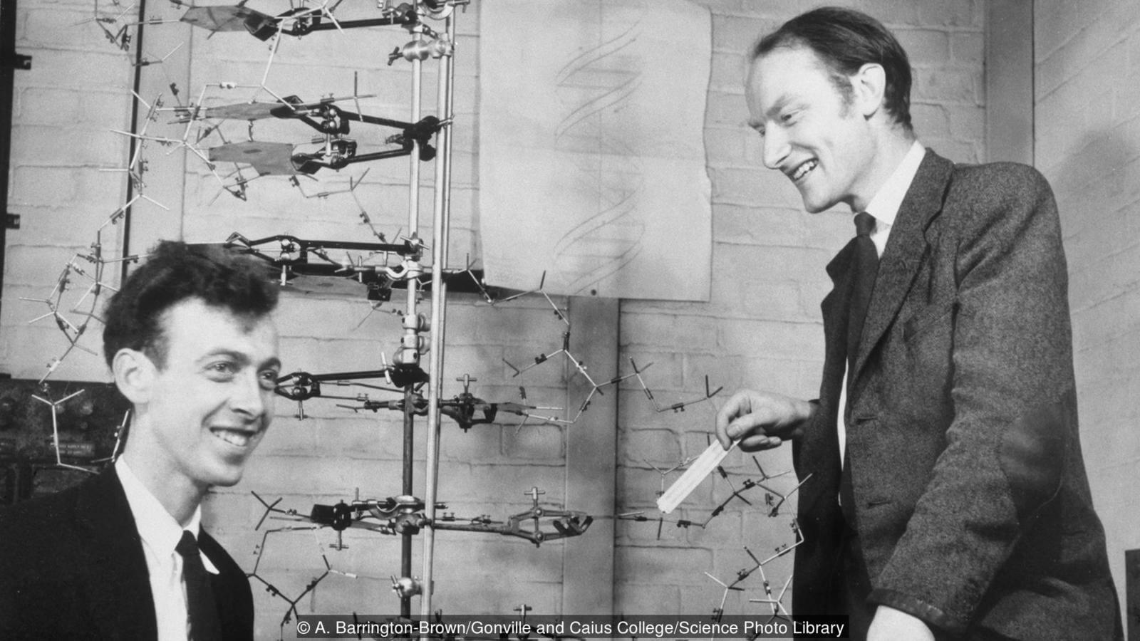 Часть вторая: раскол в рядах ученых. Джеймс Уотсон и Фрэнсис Крик с их моделью ДНК. Фото.