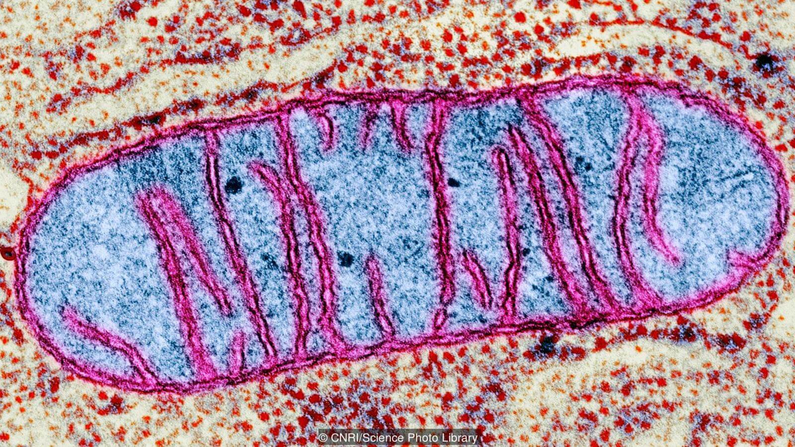 Первый эукариот. Митохондрии — источники энергии эукариотических клеток. Фото.
