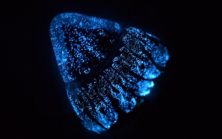 Свет в глубинах: откуда, сколько раз и почему появилась биолюминесценция? Некоторые виды морских организмов в ходе эволюции научились жить в морских глубинах. Фото.