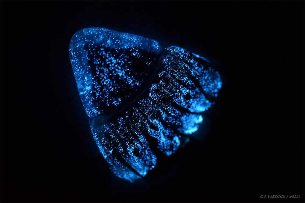 Свет в глубинах: откуда, сколько раз и почему появилась биолюминесценция?