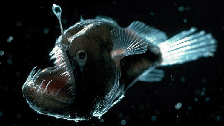 Что такое биолюминесценция? Исследование Дэвиса и его коллег было ограничено лучеперыми рыбами, в группу которых входит примерно 95% видов рыб. Фото.