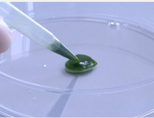 Чилийские ученые создали искусственную кожу из водорослей. Фото.