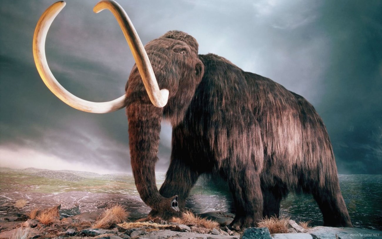 Российским ученым удалось извлечь ДНК мамонта и других древних животных