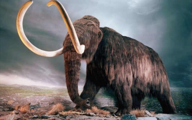 Российским ученым удалось извлечь ДНК мамонта и других древних животных. Фото.