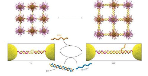 Созданы «наномышцы», приводимые в действие цепочками молекул ДНК. Фото.