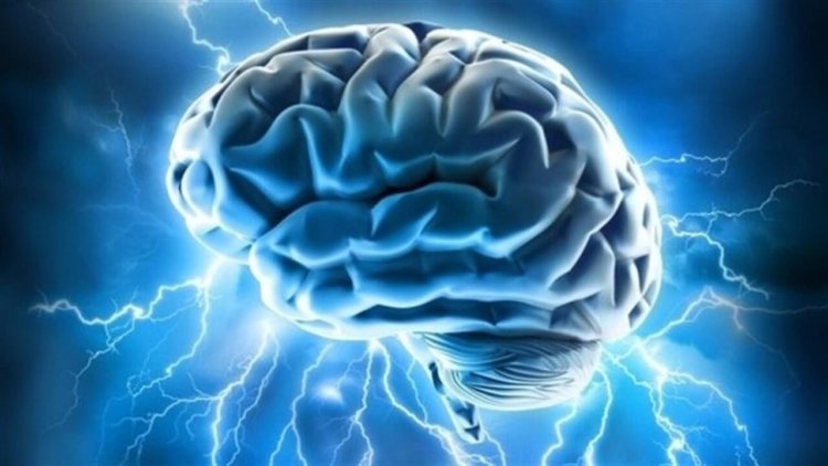 В Гарвардском университете выращен искусственный мозг, состоящий из трех областей. Фото.
