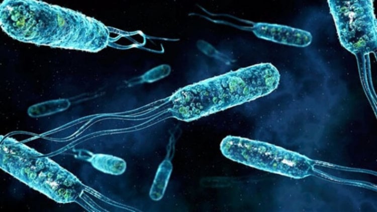 Женщину убила бактерия, резистентная ко всем известным антибиотикам. Фото.