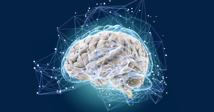Главный биотехнолог DARPA: «2017 год вынесет нам мозг». Изучение мозга важно, но пока сложно. Фото.