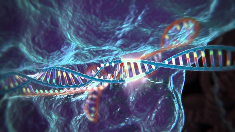 Как работает CRISPR? Геном нельзя просто так взять и переключить. Фото.