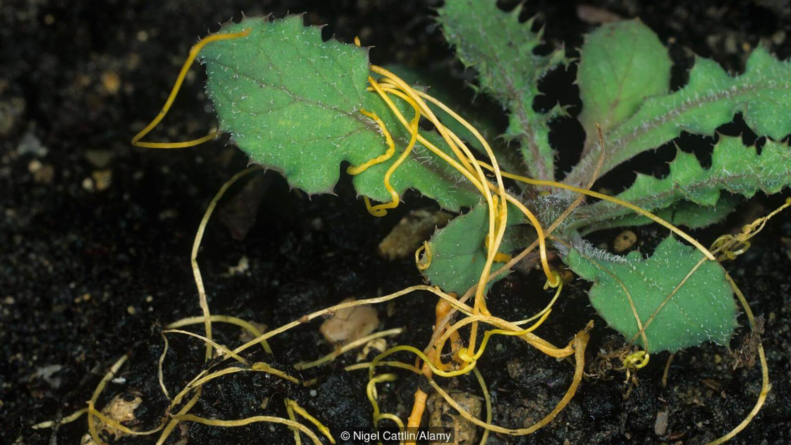 Растения бывают разными. Фото.
