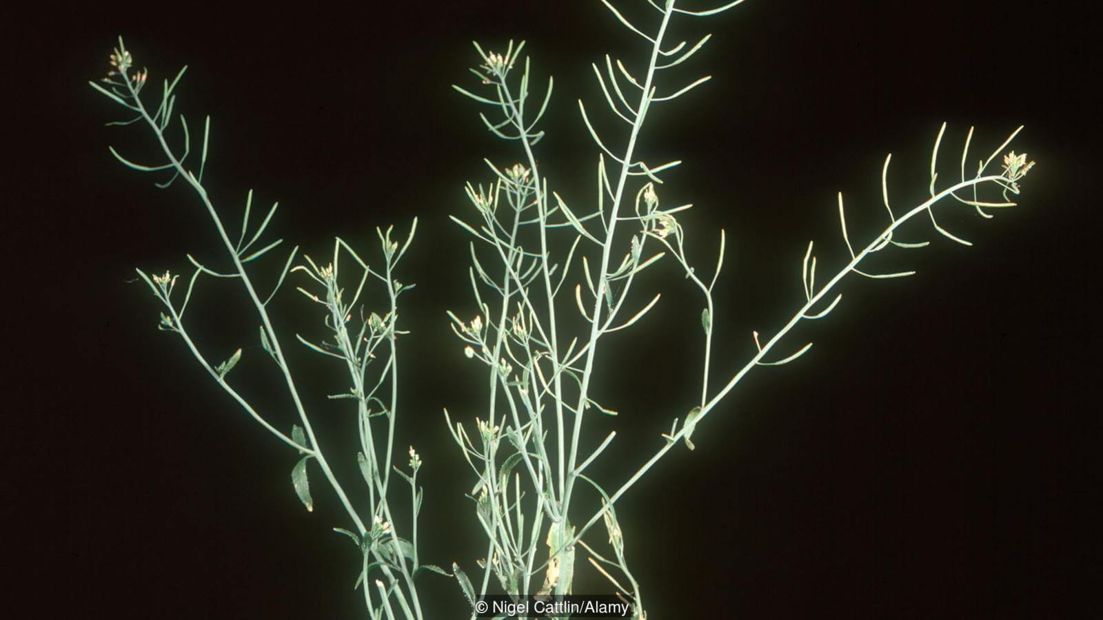 Видов растений много. Фото.