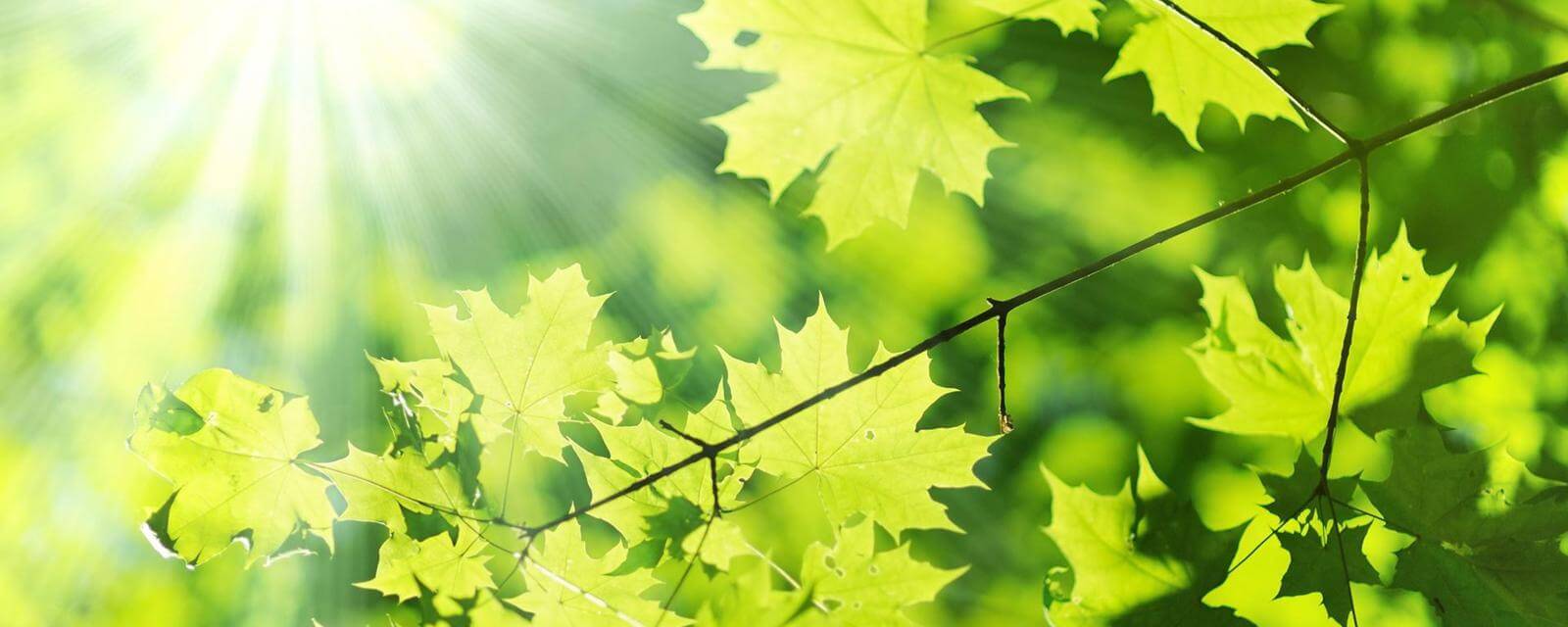 Природа не просто живописная, но и живая. Фото.