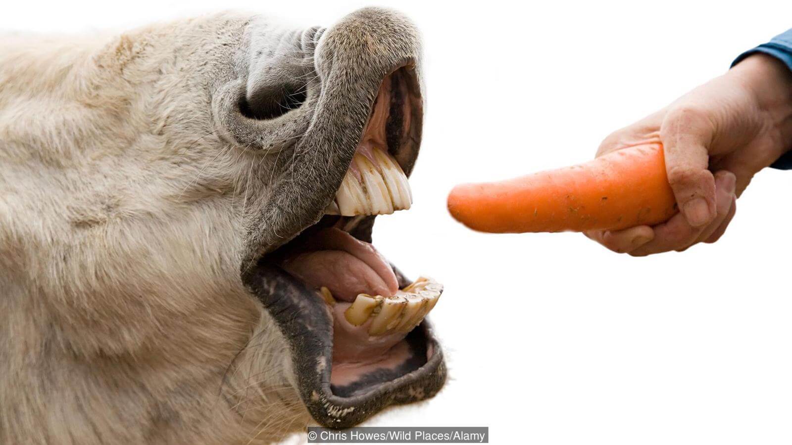 Так больно ли марковке? Фото.