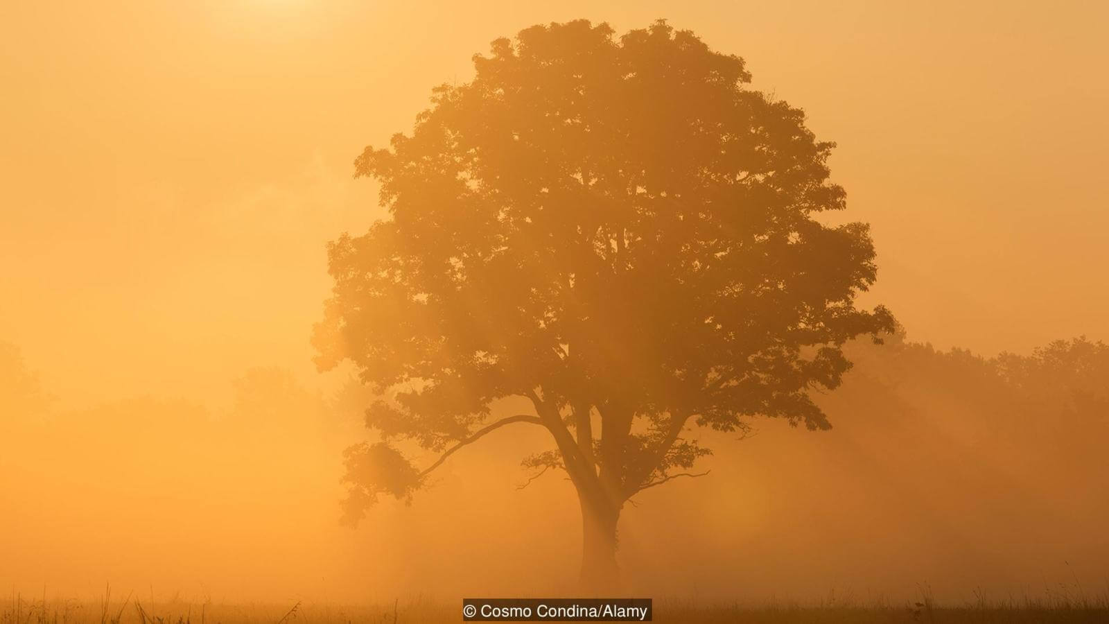 Деревья — самые большие из растений. Фото.