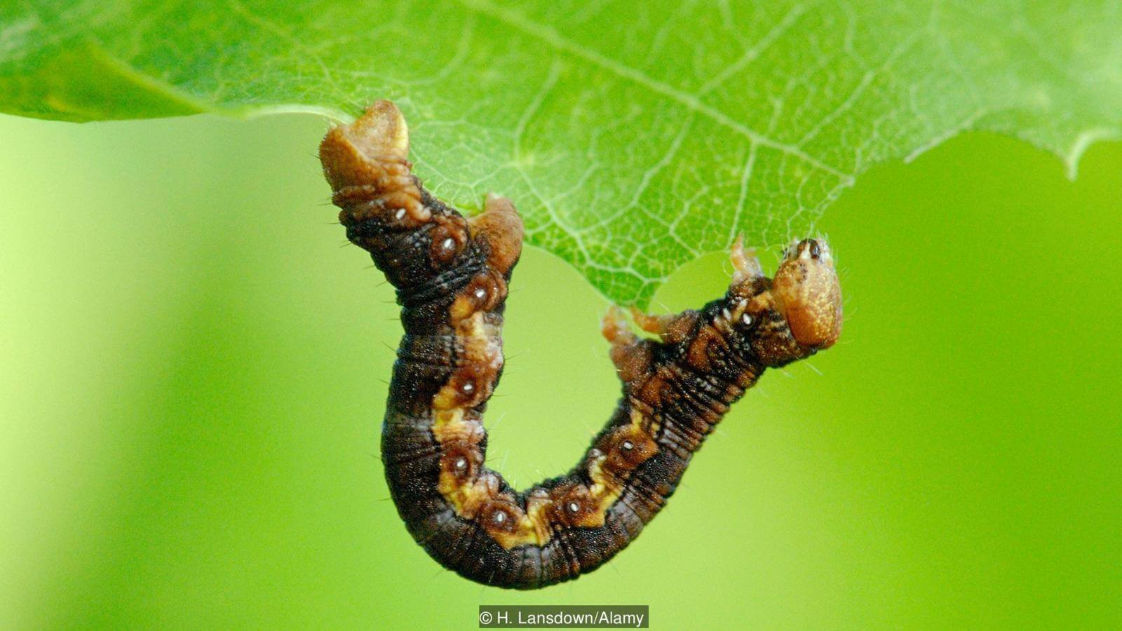 Их едят. Фото.