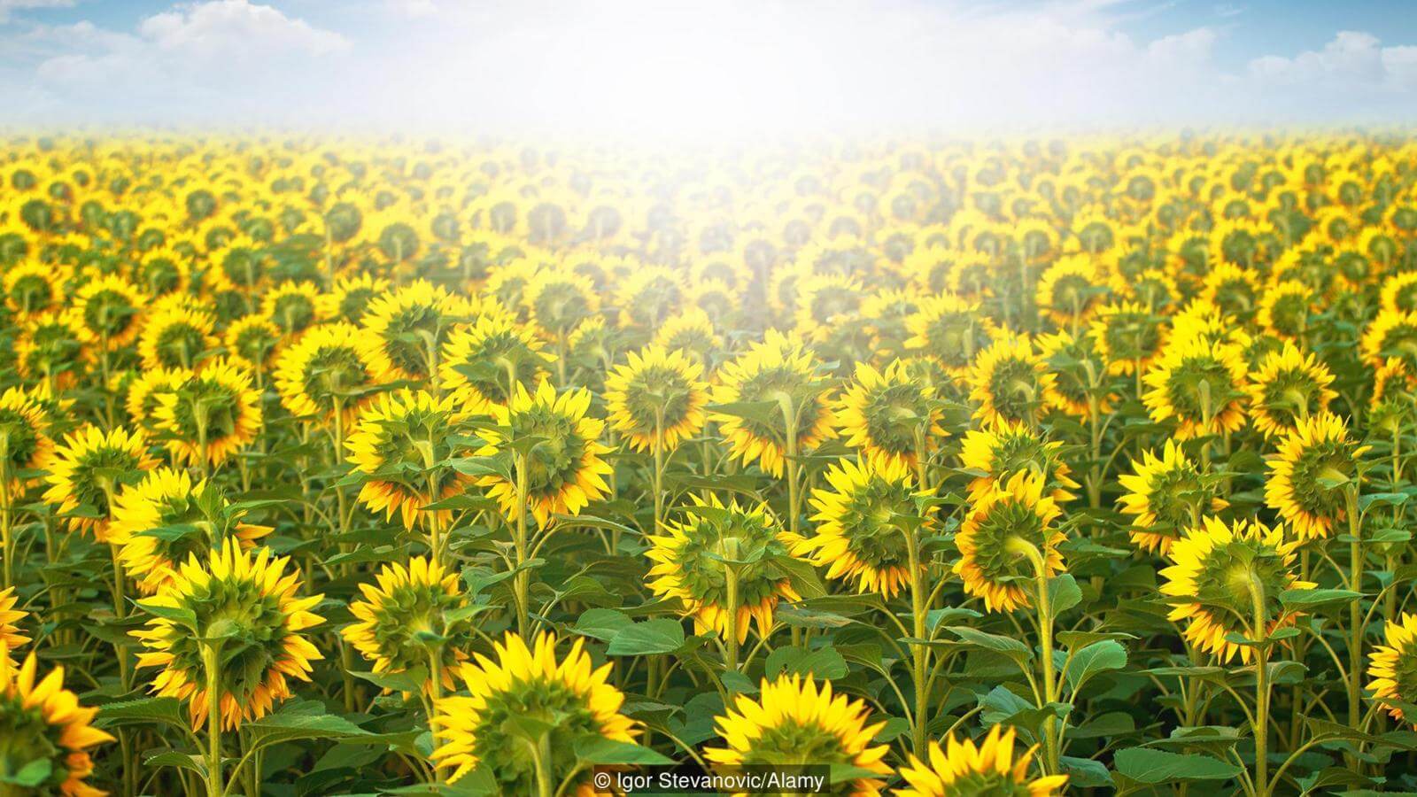 О чем молчат подсолнухи? Фото.