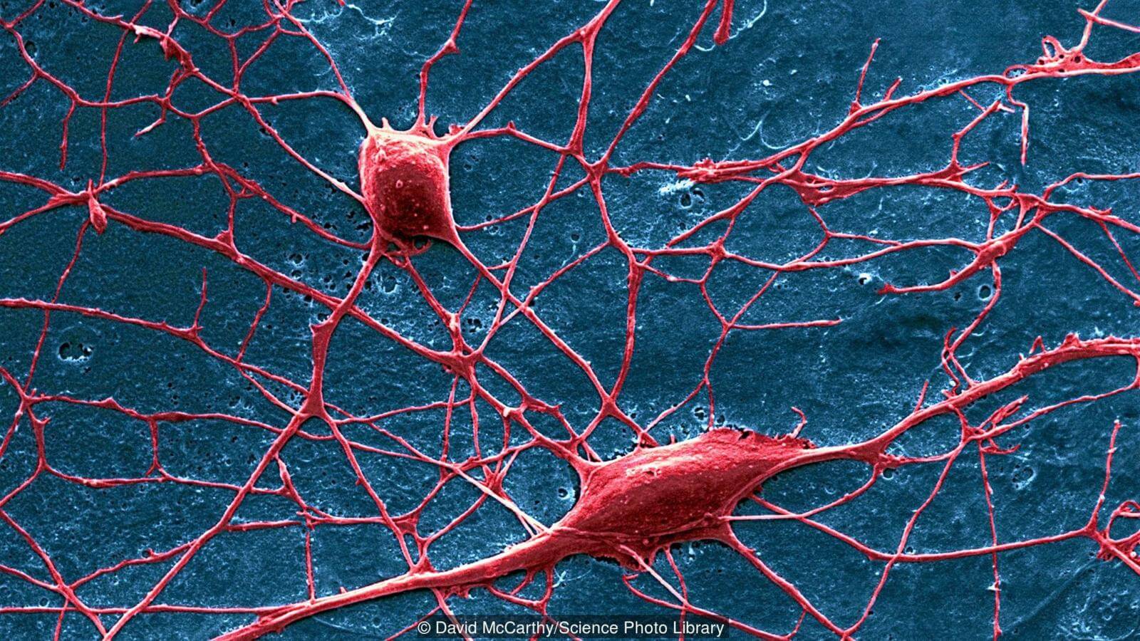 Все дело в нервных окончаниях. Фото.