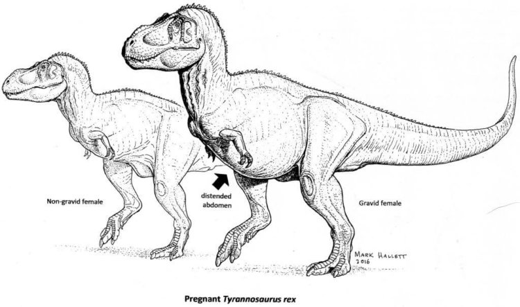Девочка! Ученым удалось точно определить пол «мамаши-динозавра». Фото.